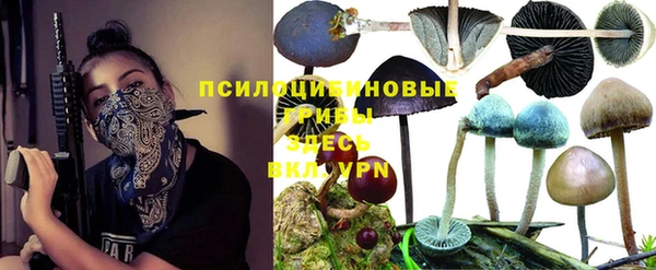 крисы Алзамай